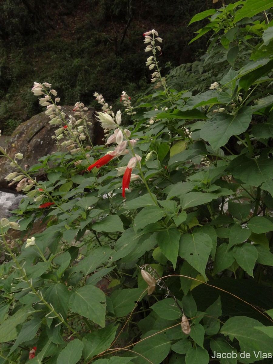 Salvia splendens Sellow ex Nees